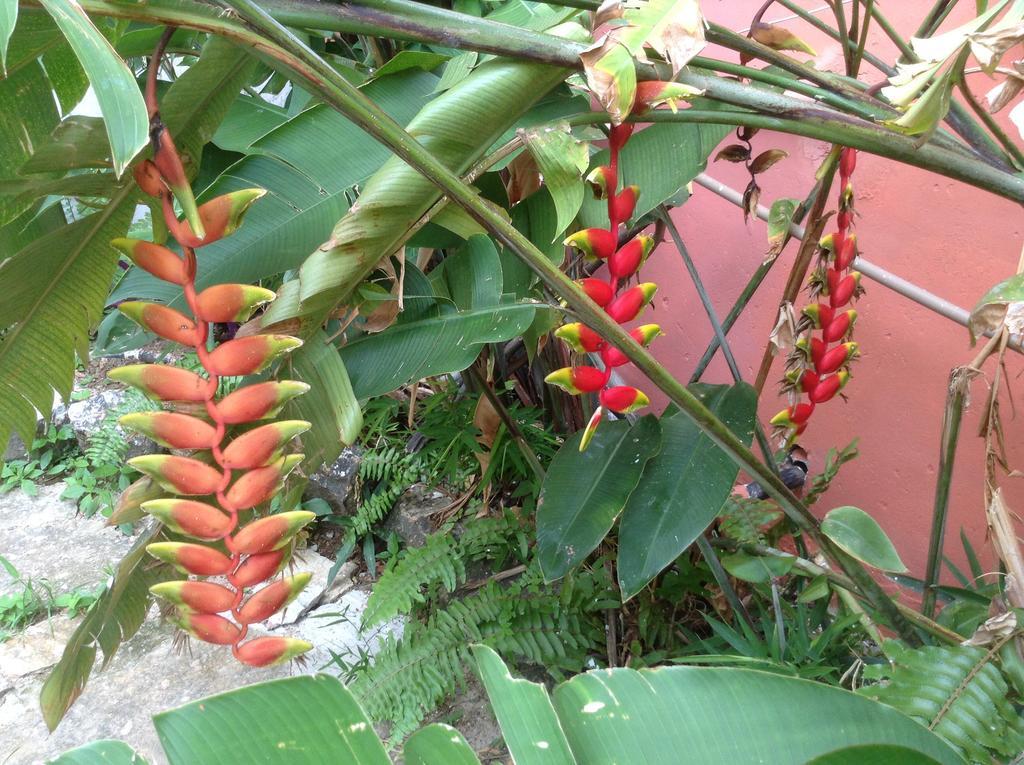 Red Arara Bed & Breakfast ซัลวาดอร์ ภายนอก รูปภาพ